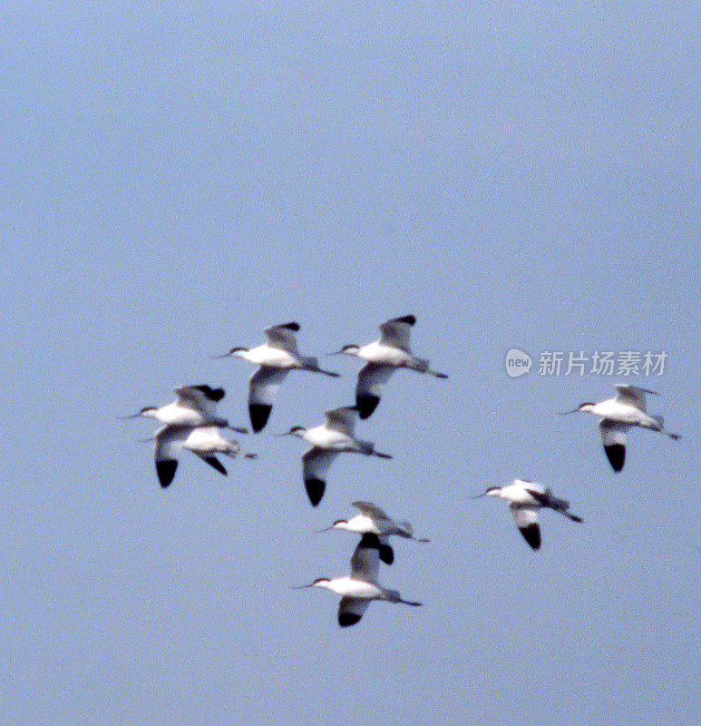 Avocet (Recuvirostra avosetta)在飞行